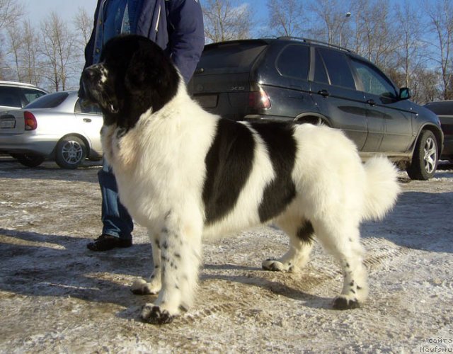 Фотография № 117271