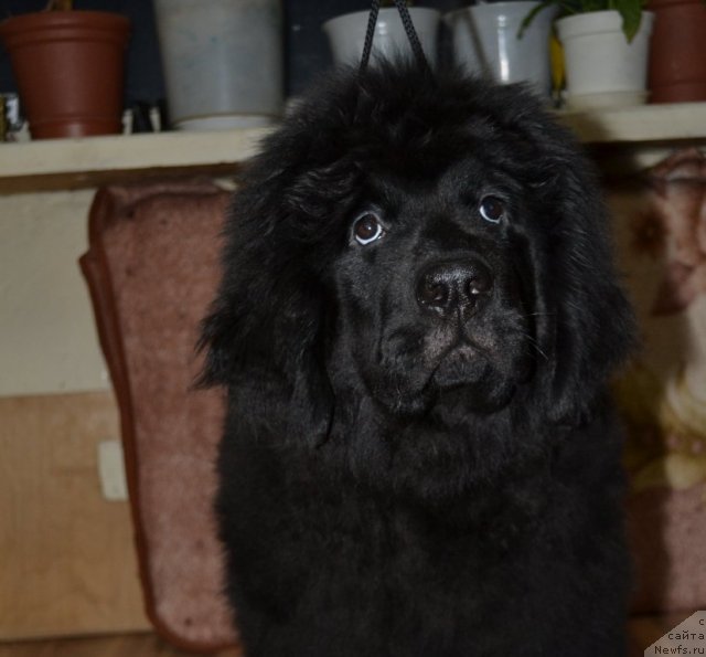 Фото: ньюфаундленд Явная Красота