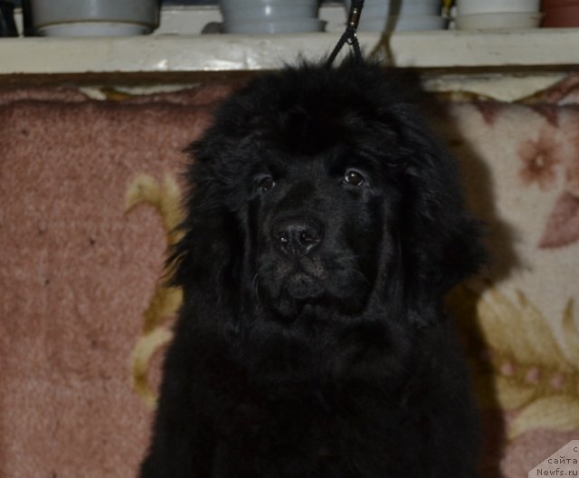 Фото: ньюфаундленд Явная Красота