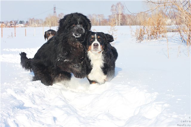 Фото: ньюфаундленд Май Фульджидо Стелла (My Fulgido Stella)