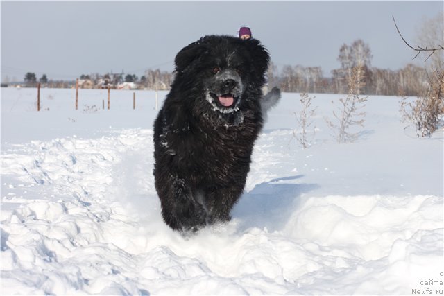 Фото: ньюфаундленд Май Фульджидо Стелла (My Fulgido Stella)