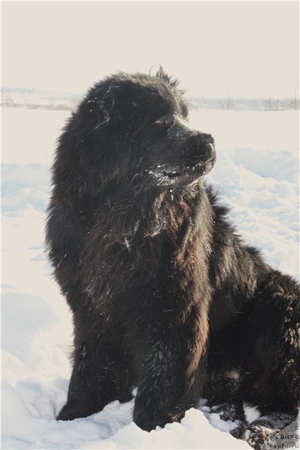 Фото: ньюфаундленд Май Фульджидо Стелла (My Fulgido Stella)