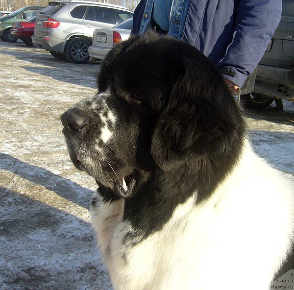 Фотография № 117282