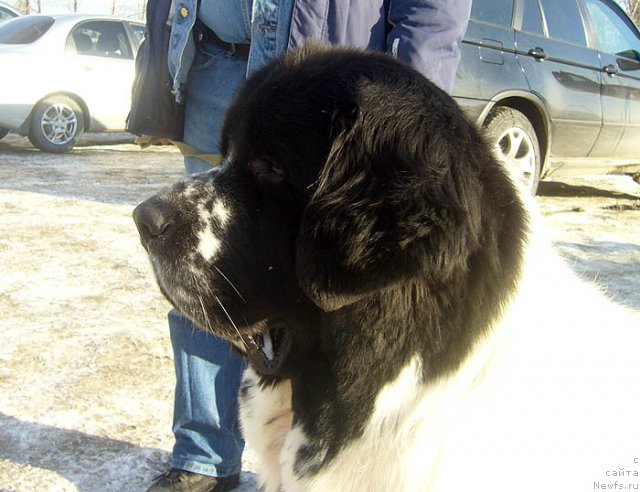 Фотография № 117284