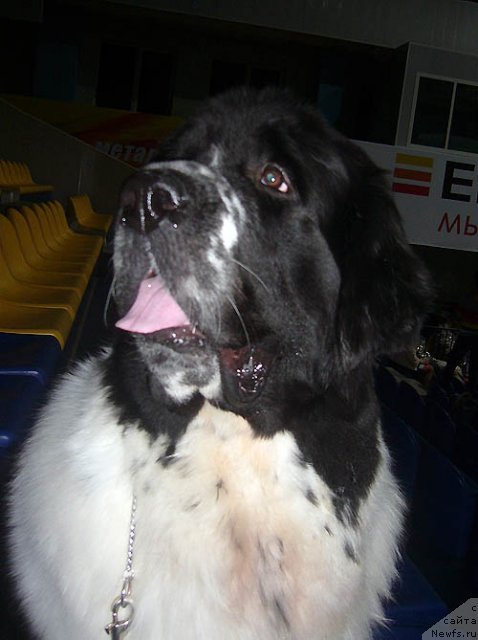 Фотография № 117285