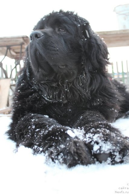 Фото: ньюфаундленд З'Гифт Фром Эбав