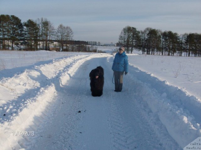 Фото: ньюфаундленд Барышня, Галия Гизатуллина