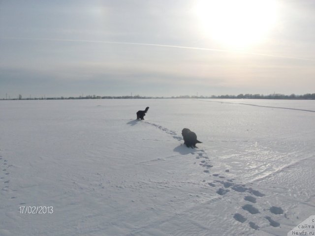 Фото: ньюфаундленд Кайден Плейфул (Kaiden Playful), Лора