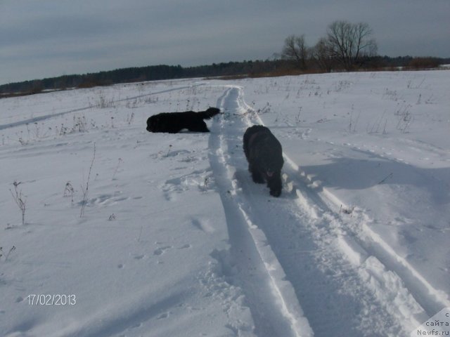 Фото: ньюфаундленд Кайден Плейфул (Kaiden Playful), Лора