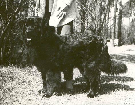 Фото: ньюфаундленд Серджам Никола