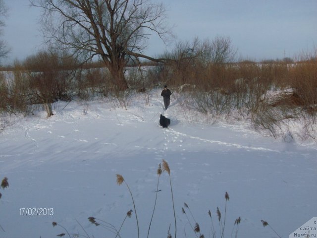 Фото: ньюфаундленд Кайден Плейфул (Kaiden Playful), Лора