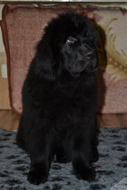 Фото: ньюфаундленд Ямайка Песня Любви