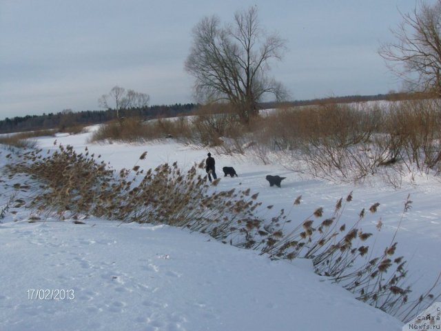 Фото: ньюфаундленд Кайден Плейфул (Kaiden Playful), Лора