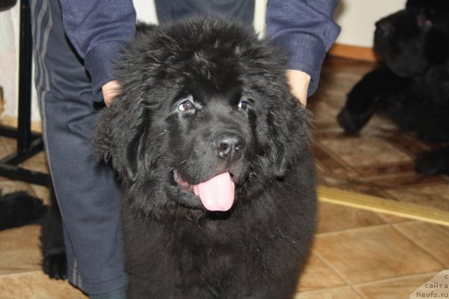 Фото: ньюфаундленд Яхонт Драгоценный