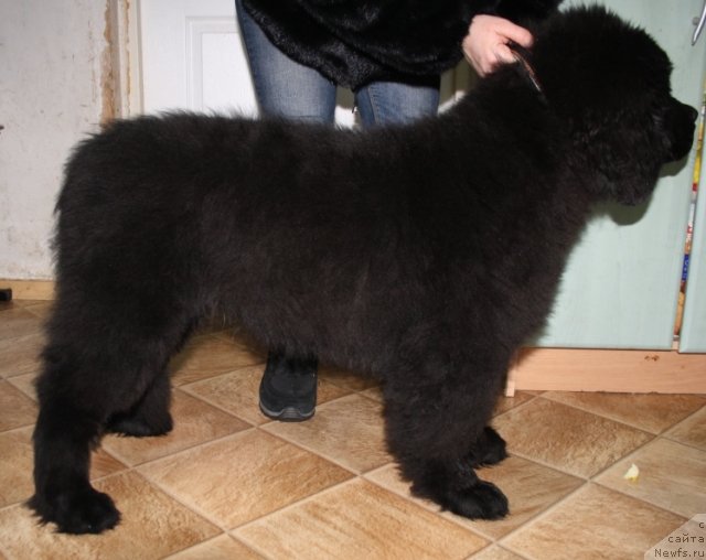 Фото: ньюфаундленд Яхонт Драгоценный