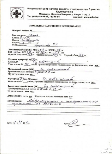 Фото: ньюфаундленд Сент Джонс Ричард Блек Голд (Sent Djons Richard Black Gold)