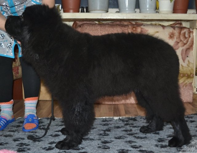 Фото: ньюфаундленд Ютуб Фор Ю