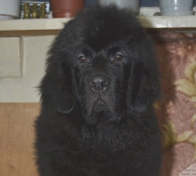 Фото: ньюфаундленд Ютуб Фор Ю