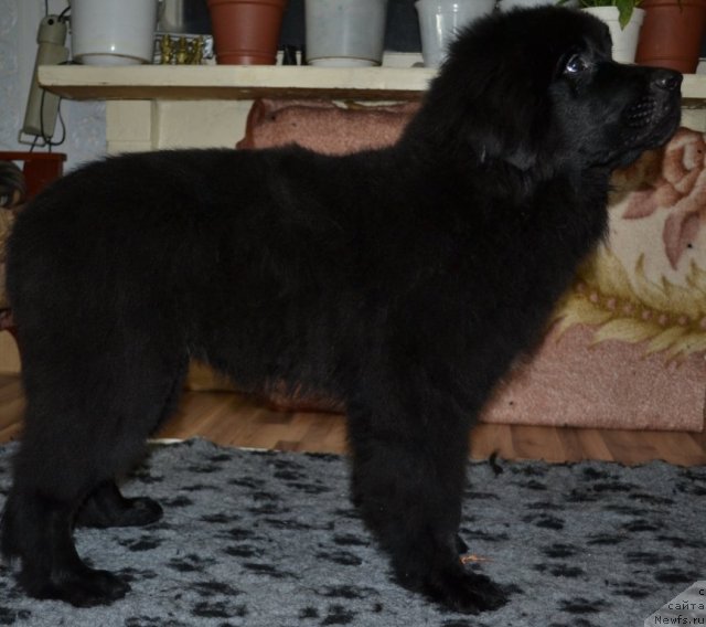 Фото: ньюфаундленд Юкка Фловер