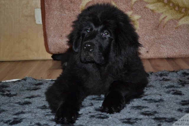 Фото: ньюфаундленд Юкка Фловер