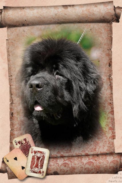 Фото: ньюфаундленд Смигар Нимфея Неотразимая (Smigar Nimfeya Neotrazimaya)