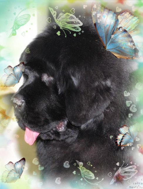 Фото: ньюфаундленд Акватория Келвин Флэш Ройал (Aquatoriya Kelvin Flash Royal)