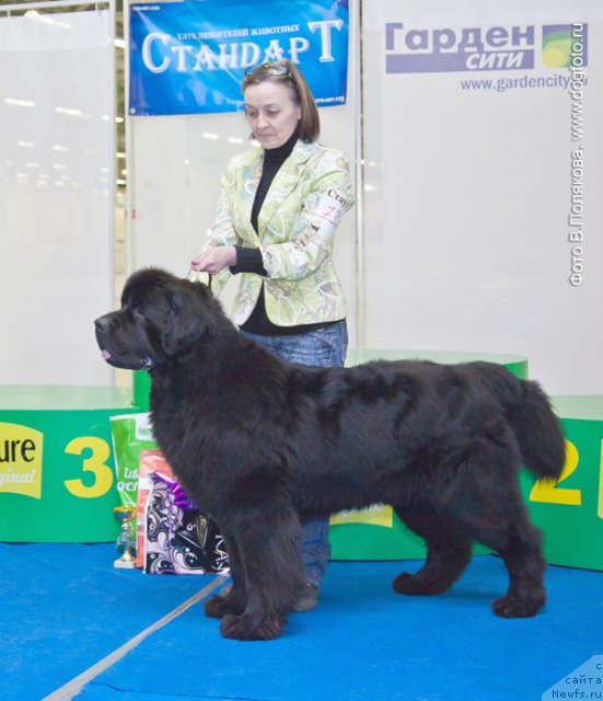 Фото: ньюфаундленд Бегущая по Волнам Деал Ме Ин (Beguschaya po Volnam Deal Me In), Ольга Королева
