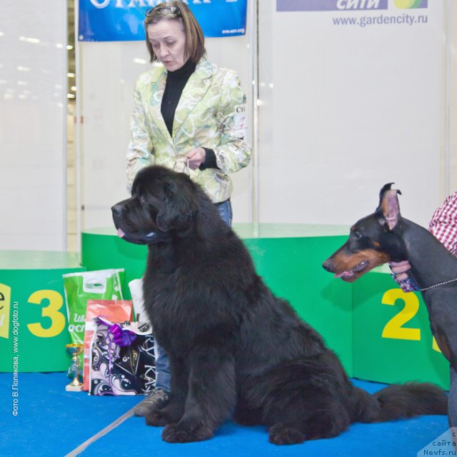 Фото: ньюфаундленд Бегущая по Волнам Деал Ме Ин (Beguschaya po Volnam Deal Me In), Ольга Королева