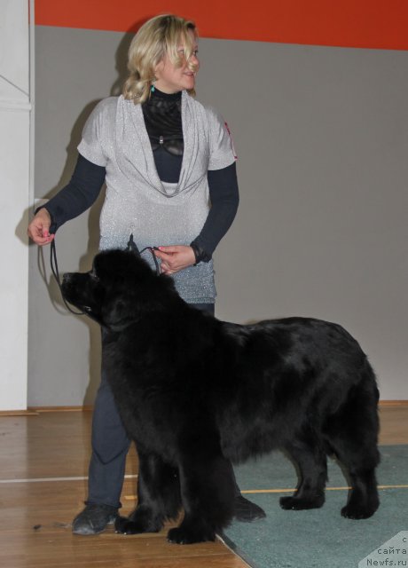 Фото: ньюфаундленд Ньюфорт Тайм'с Голд Алекса, Лена Зырина