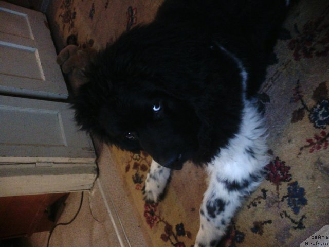 Фото: ньюфаундленд Кипер Соул Найс Гай (Keeper Soul Nice Guy)