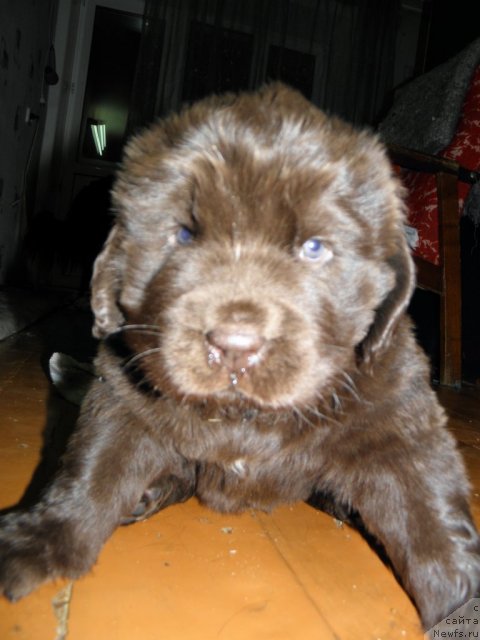 Фото: ньюфаундленд Гретта Гарбо