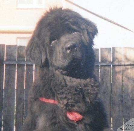 Фото: ньюфаундленд Потап Рейчел Каприз (Potap Rachel Kapriz)