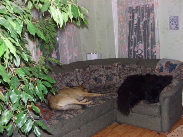 Фото: ньюфаундленд Барышня