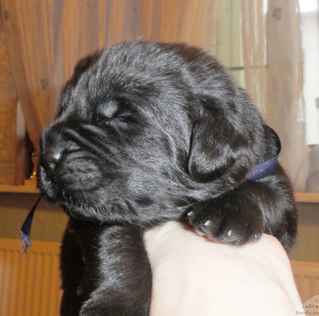 Фото: Кобель с синей лентой