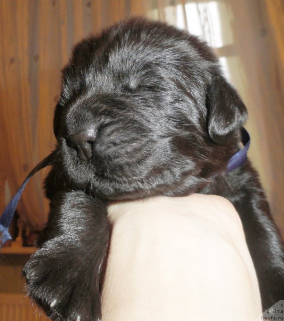 Фото: Кобель с синей лентой