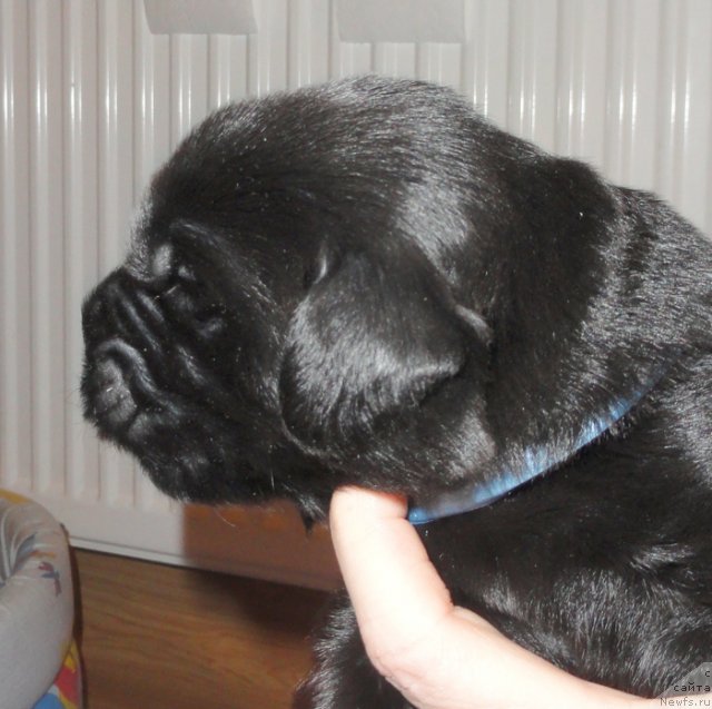 Фото: Кобель с голубой лентой