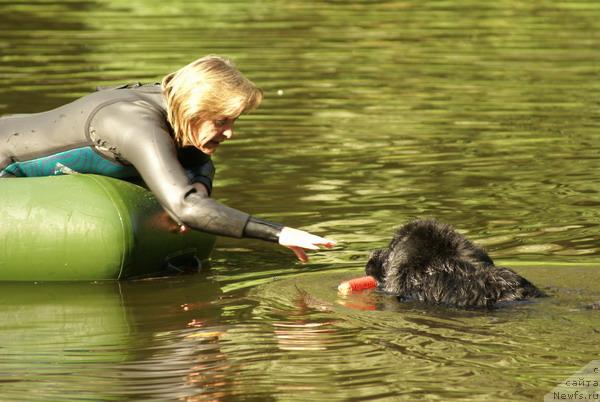 Фото: ньюфаундленд Bella Smigar, Ольга Королева