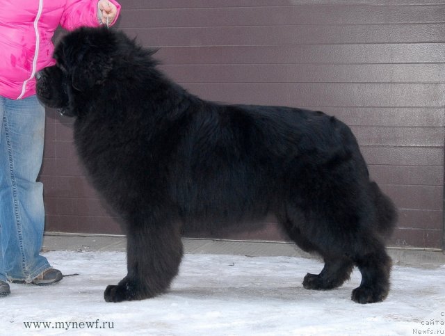 Фото: ньюфаундленд Kloofbears My Dream for Sent Djons