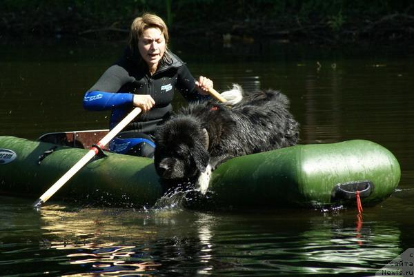 Фото: Ксения Семикова, ньюфаундленд Bella Smigar