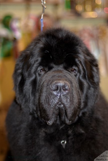 Фотография № 117430