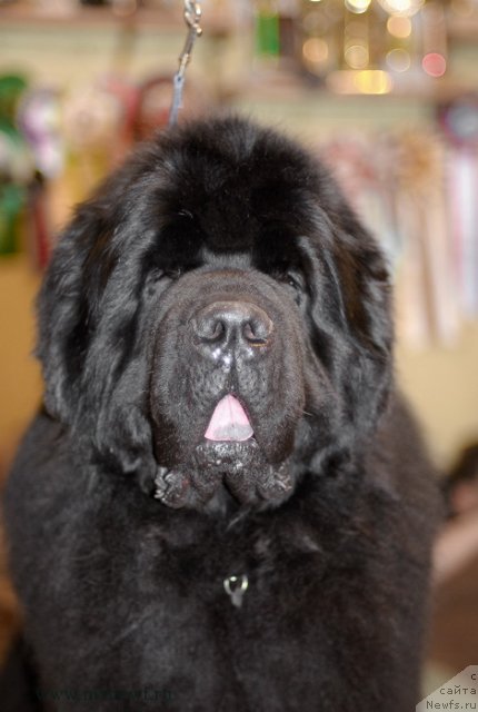 Фотография № 117431