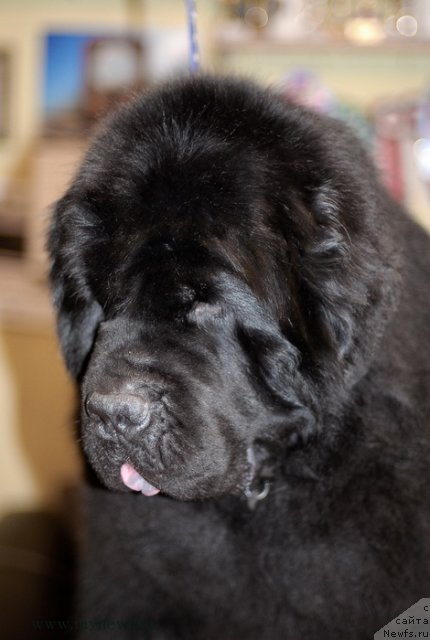 Фотография № 117433