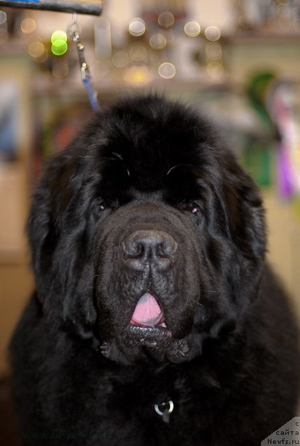 Фотография № 117434