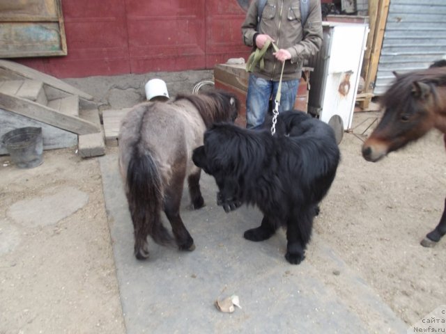 Фото: ньюфаундленд Бартон из Аркаима