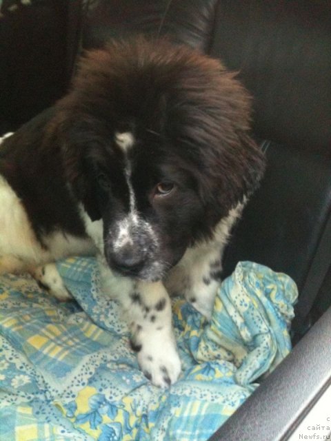 Фото: ньюфаундленд Сент Джонс Вива Виктория (Sent Djons Viva Viktoria)