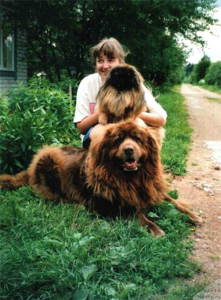 Фото: ньюфаундленд Тутси (Tutsi)