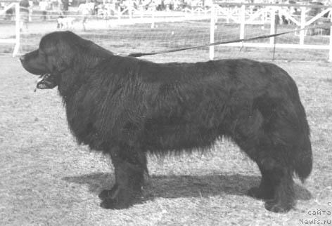 Фото: ньюфаундленд Юхан Агли