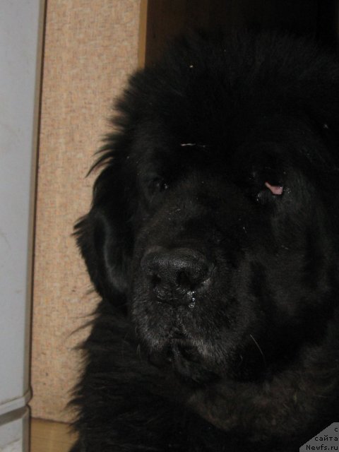 Фото: ньюфаундленд Ньюмаст Нэльсон Адмирал Победитель