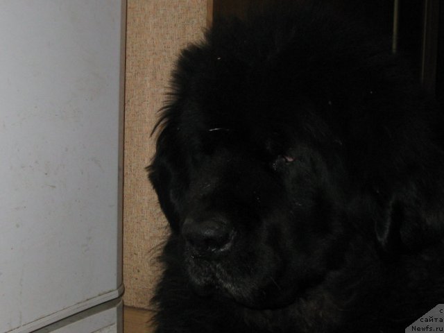 Фото: ньюфаундленд Ньюмаст Нэльсон Адмирал Победитель