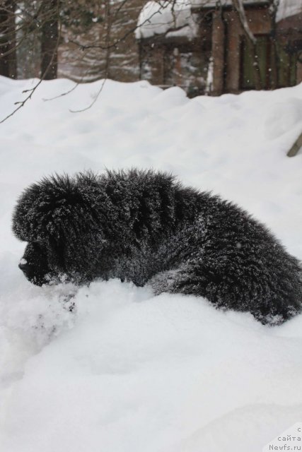 Фотография № 117513